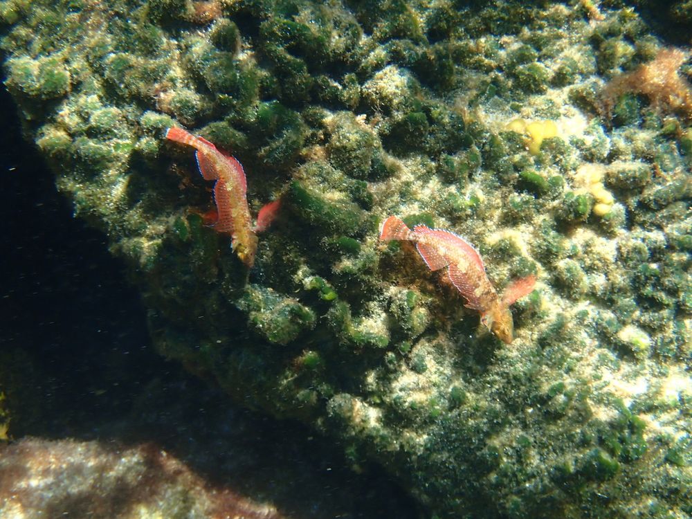 Tripterygion tartessicum blennie mating demonstration