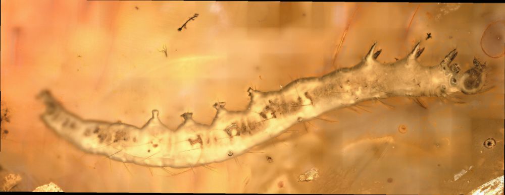 Caterpillar in amber