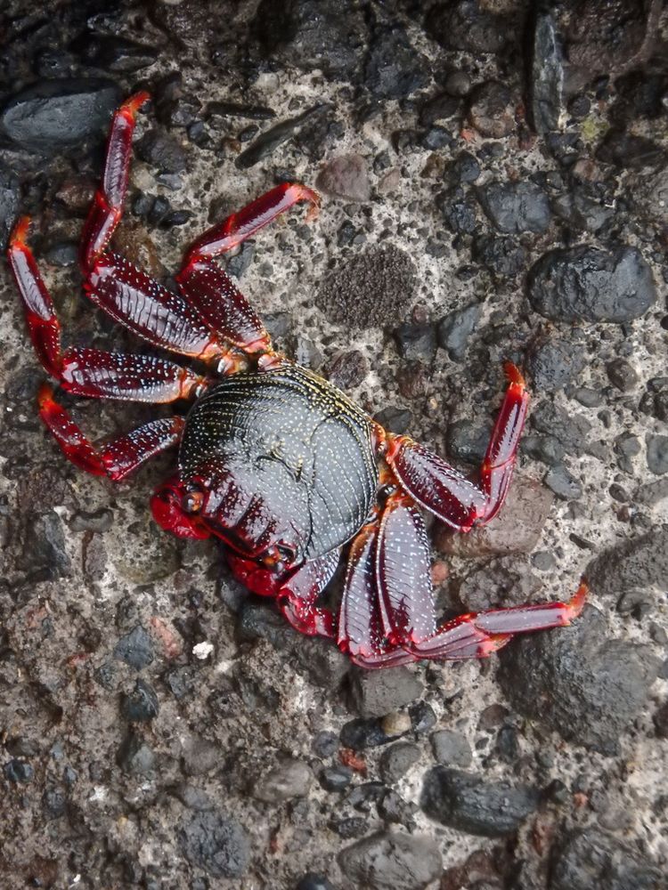 crab Grapsus adscensionis very colourfull, with red legs, and yllowish -gray carapax, sitting on the rock