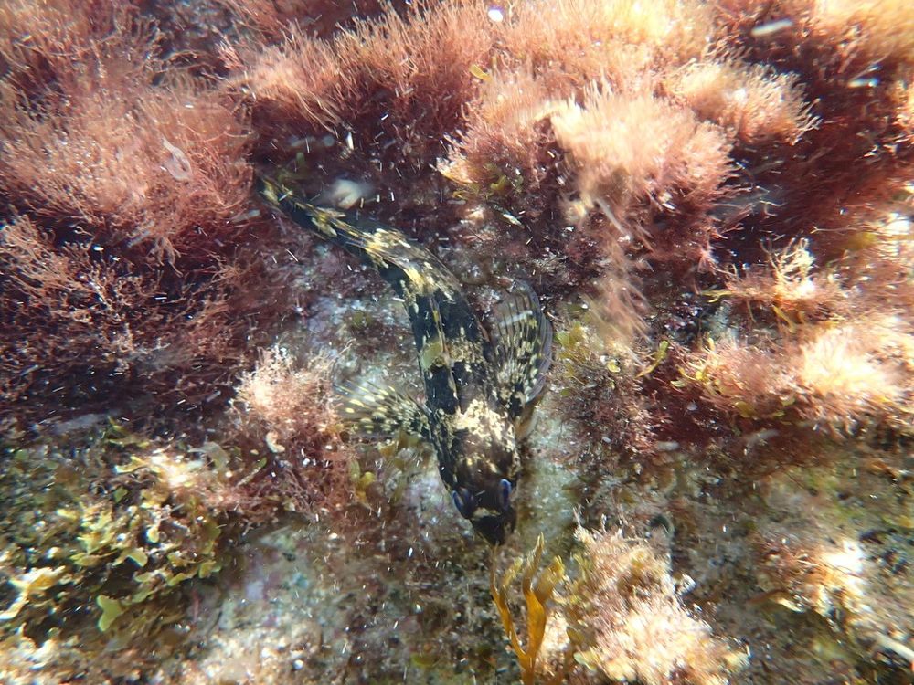 Lipophrys trigloides at the rock surrounded by the red algae