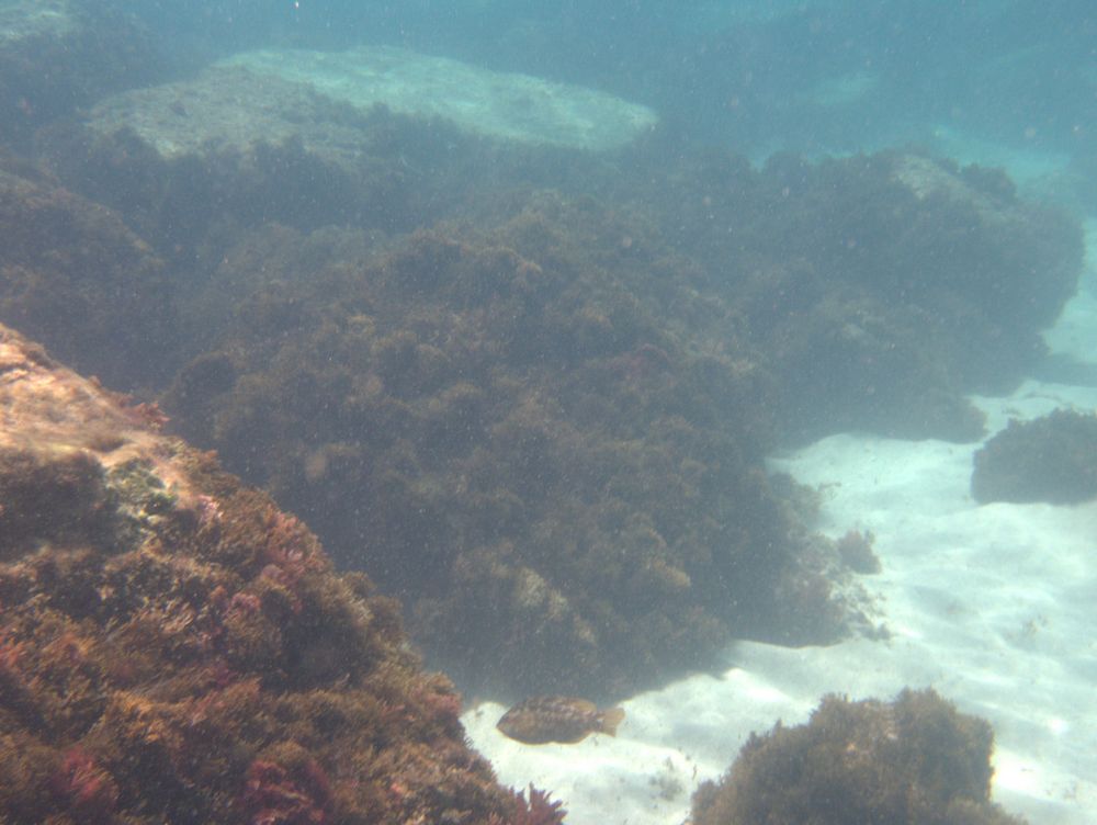 Underwater landscape at Isla Tarifa