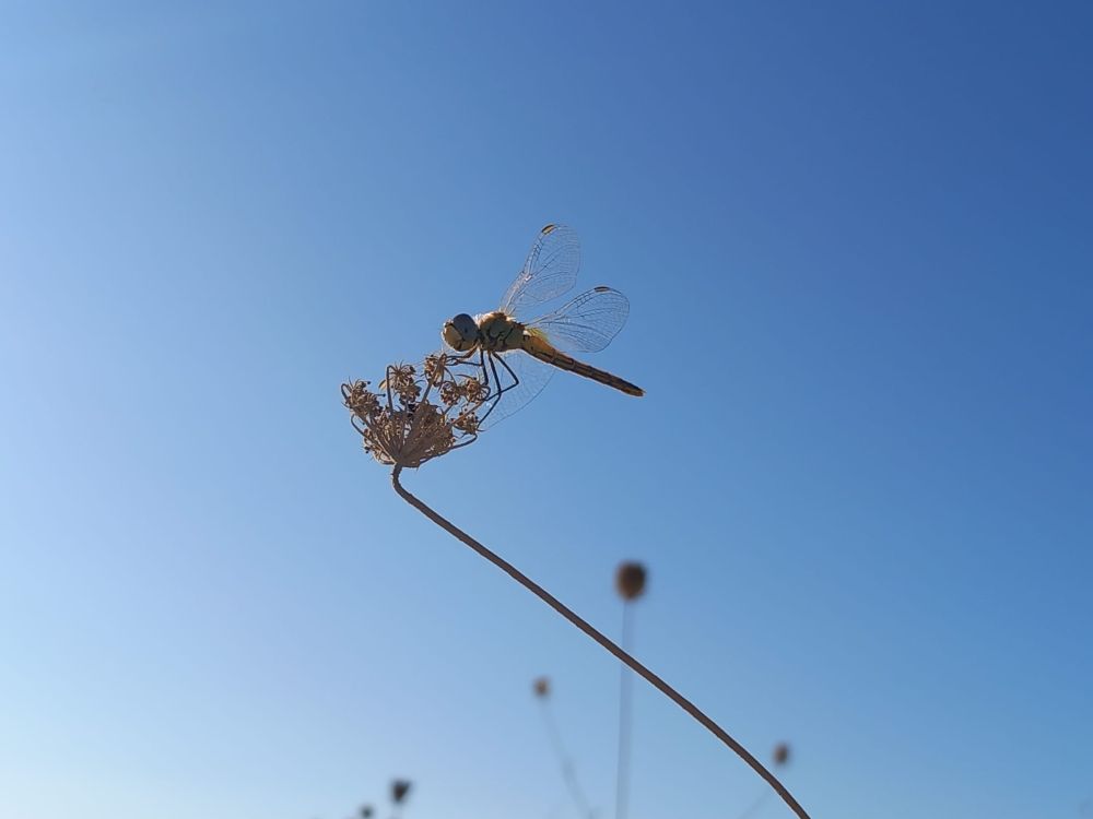 Red veined darter (dragonfly), female, sitting on the dry grass against the sky