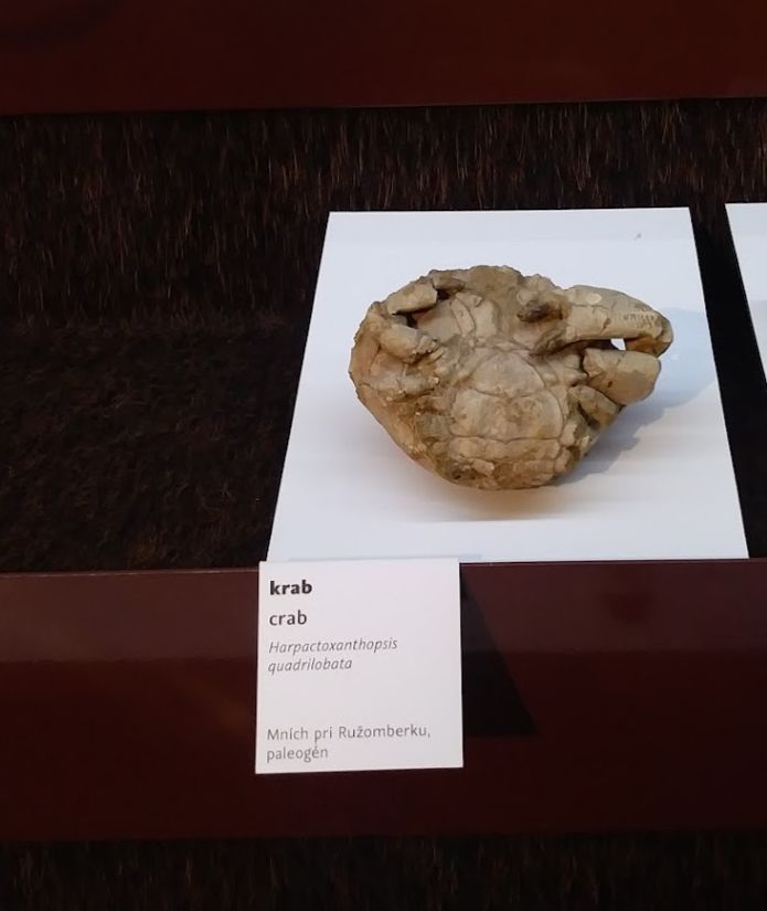 3d-preserved fossil crab, from Palaeogene of Slovakia, animal is facing belly-up