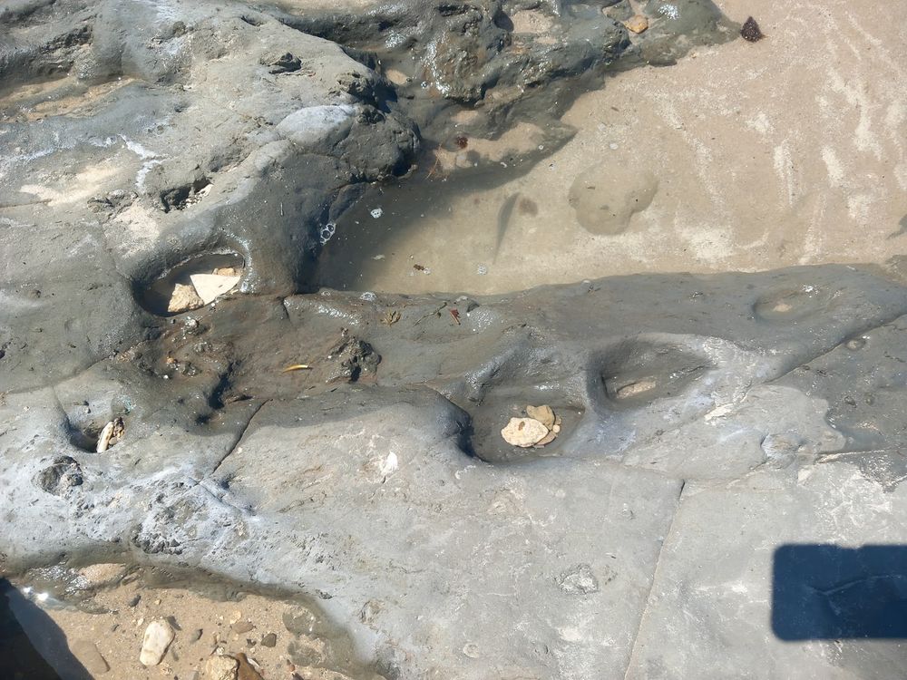 Pleistocene animal tracksite on the Oligocene clays