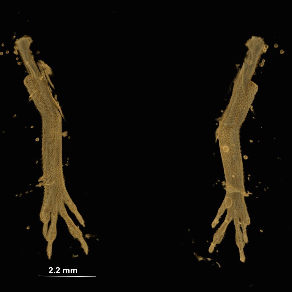 CT scan of anolis lizard legs, showing skin surface and leg structure