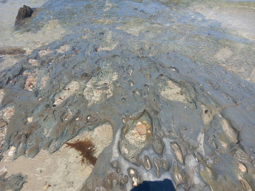 Pleistocene animal tracksite on the Oligocene clays