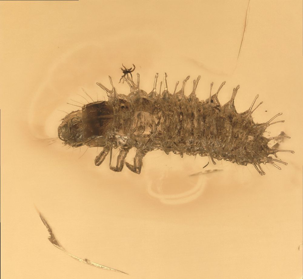 Cleridae (Checkered beetle) larvae in amber