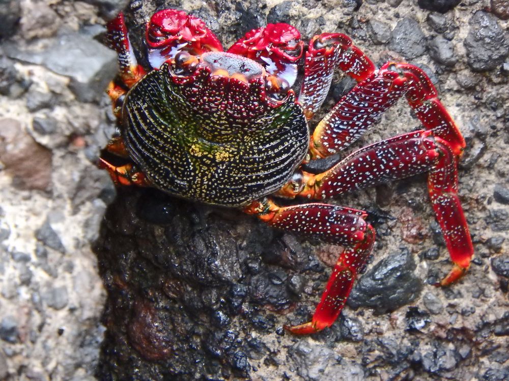 crab Grapsus adscensionis very colourfull, with red legs, and yllowish -gray carapax, sitting on the rock