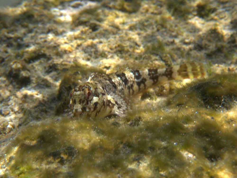 Blennie Lipophrys trigloides
