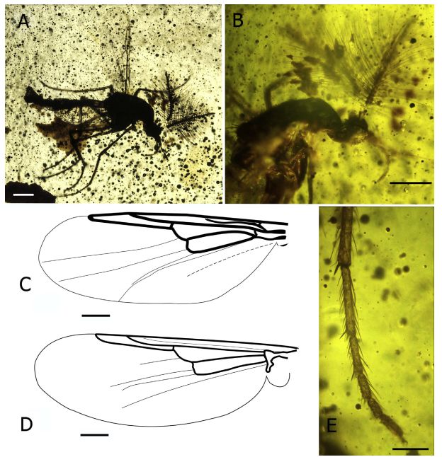 Fossil non-biting midge Dungeyella gavinin in yellowish amber, multi-part figure from scientific paper: Dungeyella gavini Jarzembowski et al., 2008, male (A, B, D, E) and female (C). A: habitus, lateral view. B: head and thorax. C, D: wing (C: modified from Jarzembowski et al.,
2008). E: apex of midleg tibia and tarsus. Scale bar ¼ 100 mm