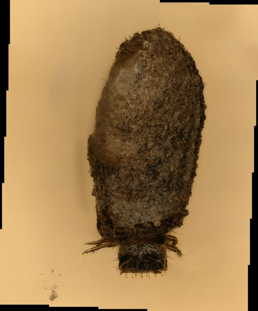 Tineoidea (moth) caterpillar carrying a case (in amber)