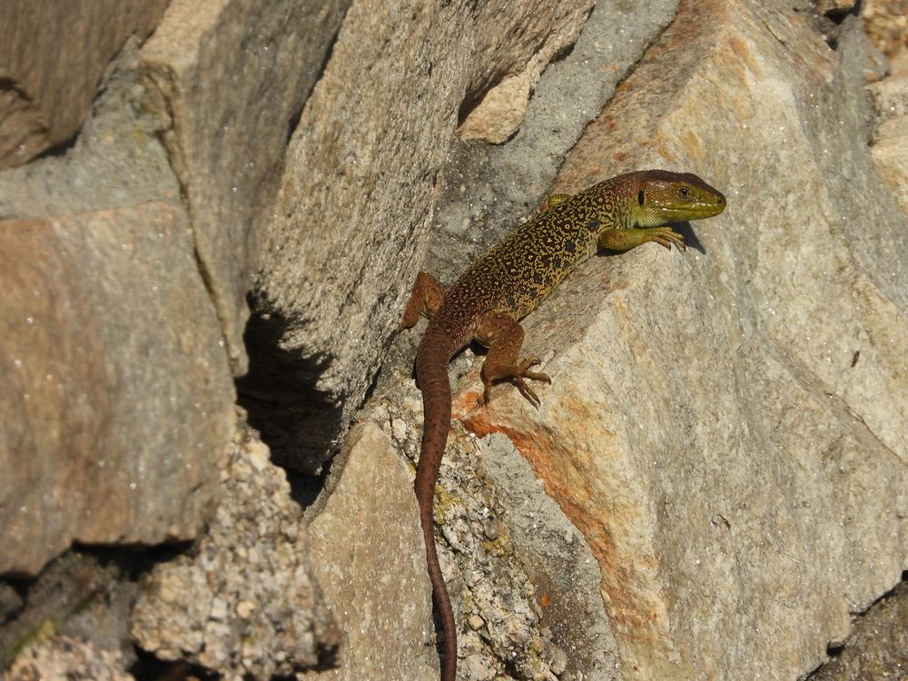 Ocellated lizard on the rock