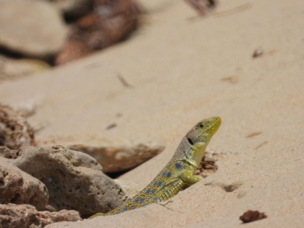 Ocellated lizard on the sand