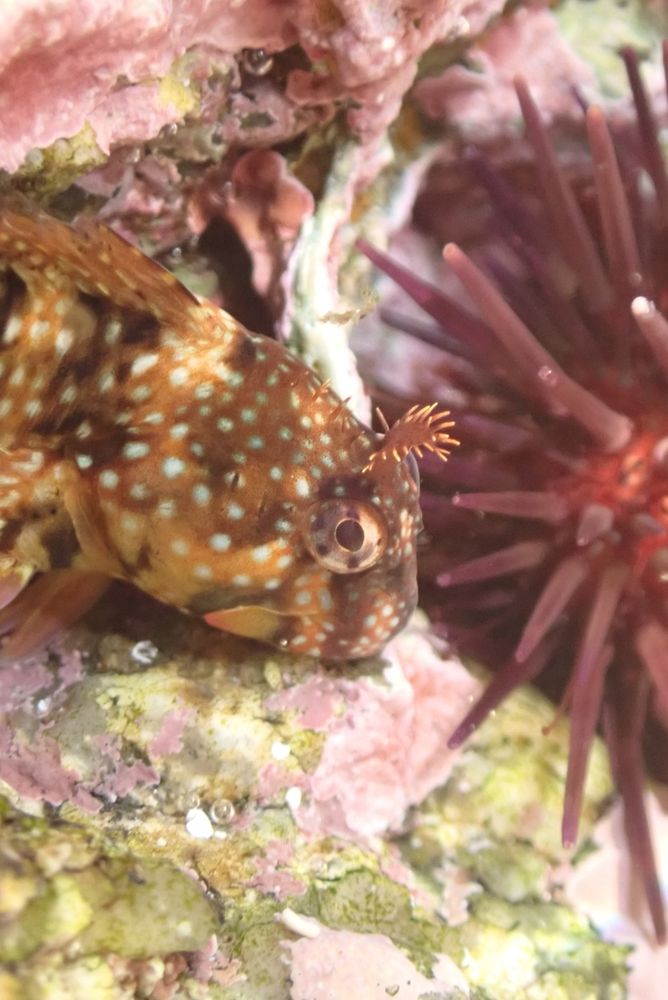 Coryphoblennius galerita blennie next to sea urchin