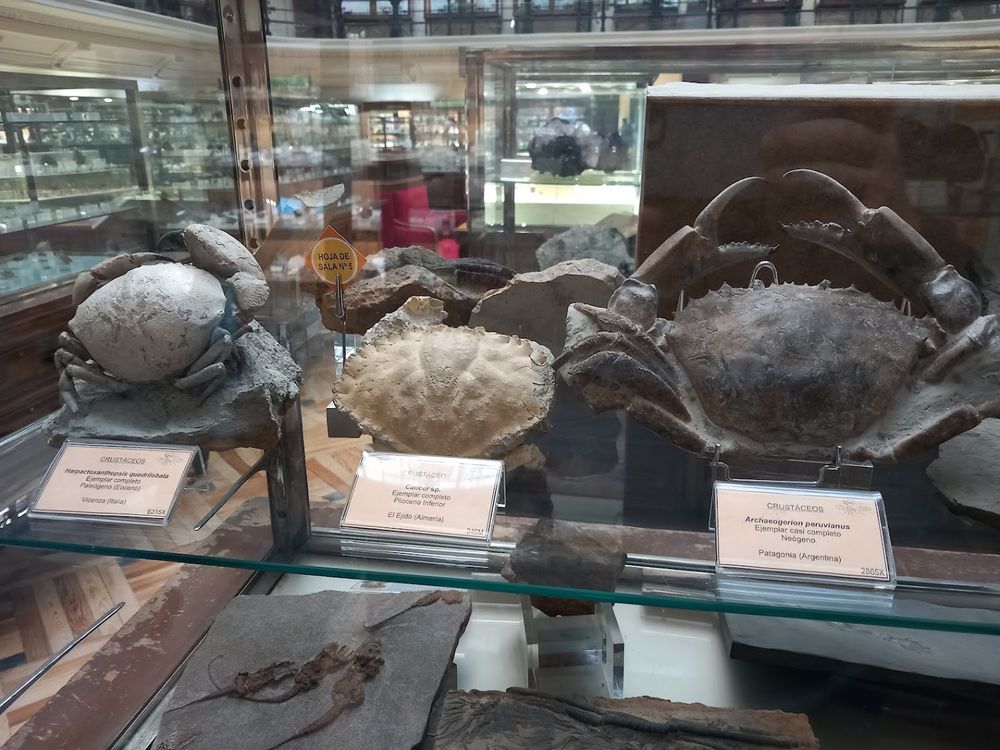 3 fossilized crabs in glass case