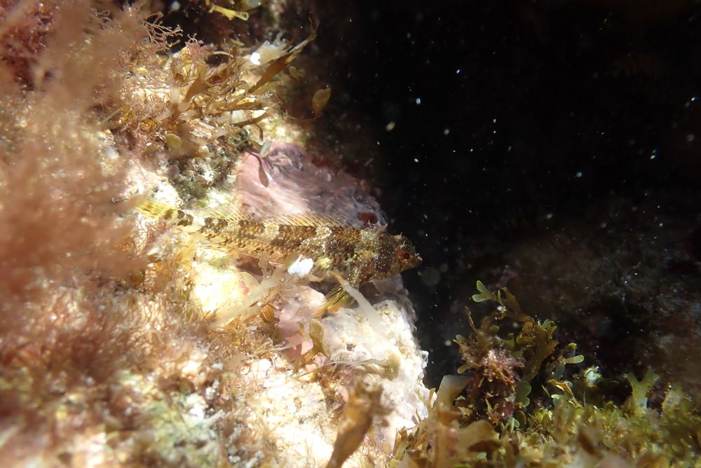 Tripterygion tartessicum at the rock surrounded by red algae