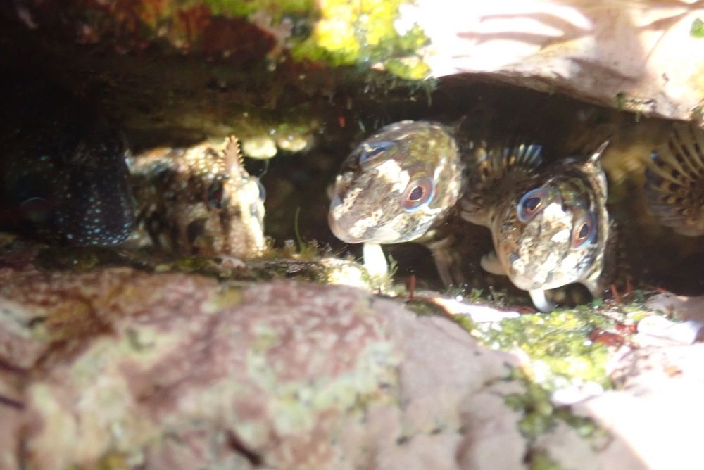 Lipophrys pholis blennies in the rock crevasse