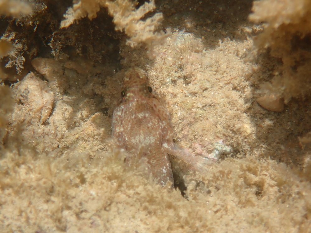 Incognito goby´s head sticks from the rock crevasse