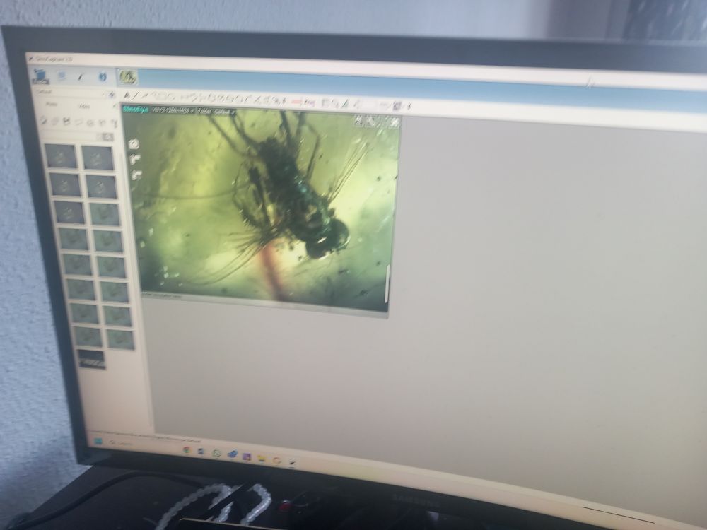 Screen of computer with the photo of fossil fly in amber