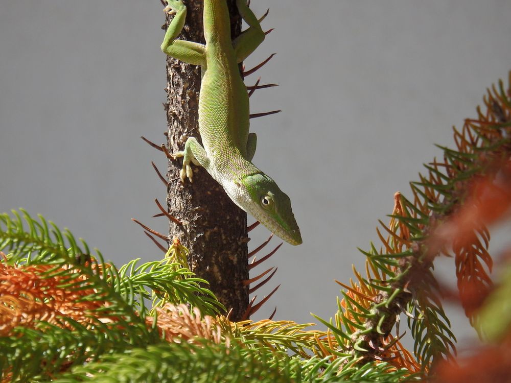 Cuban anolis male on the tree