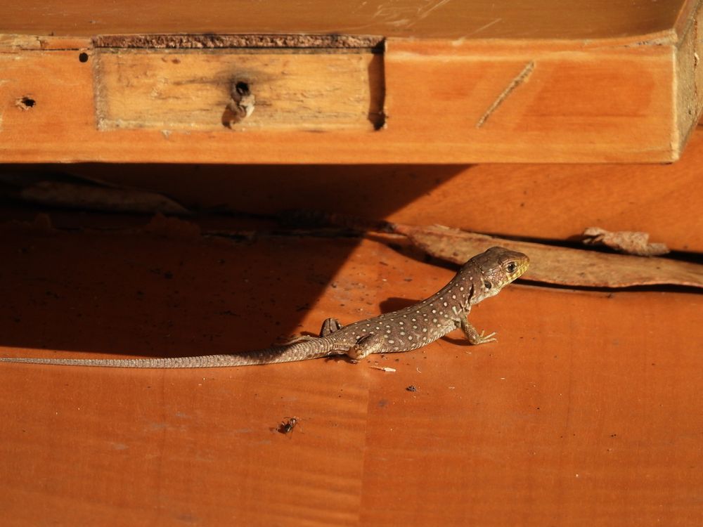 Juvenile Ocellated lizard on the discarded room door