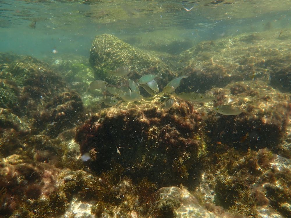 Salema porgys´group feeding on the algae from the rock