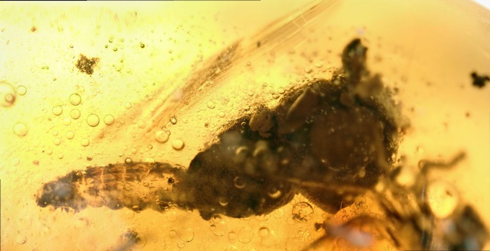 Adelidae caterpillar in Dominican amber, carrying protective case from plant material