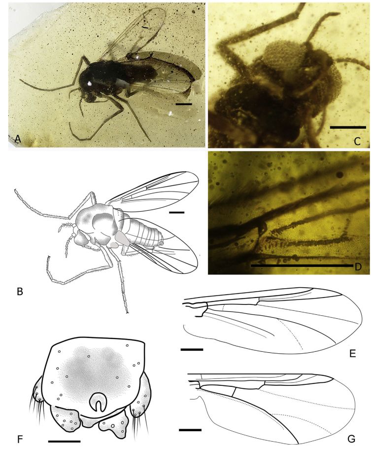 Non biting midge Libanodiamesa simpsoni in yellowish amber . Libanodiamesa simpsoni sp. nov., holotype female (AeF) and L. deploegi Veltz et al, 2007, holotype male (G). A, B: habitus in dorsolateral view, photographed (A) and drawn
(B). C: head, ventral view. D: wing base, with crossvein MCu. E, G: wing (G: modified from Veltz et al., 2007). F: female genitalia, ventral view. Scale bar ¼ 100 mm.