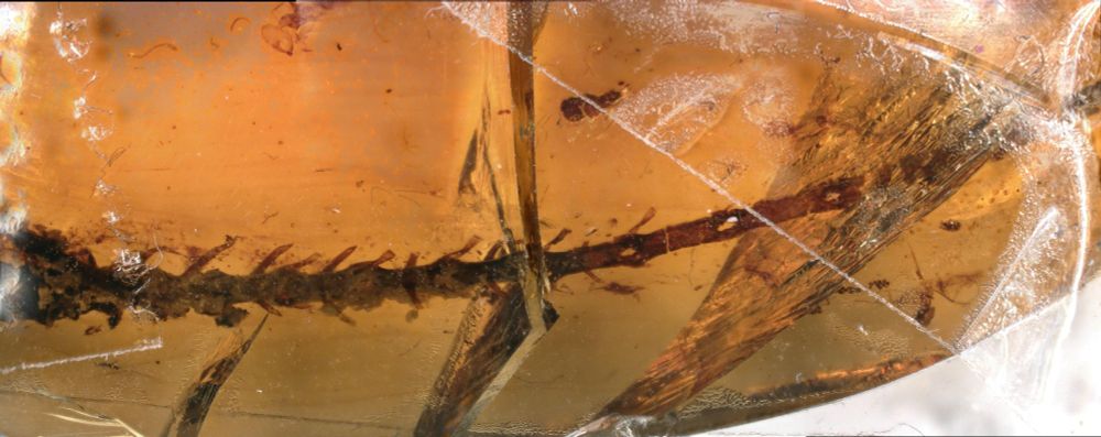 Skeleton of the Anolis lizard tail in the piece of amber