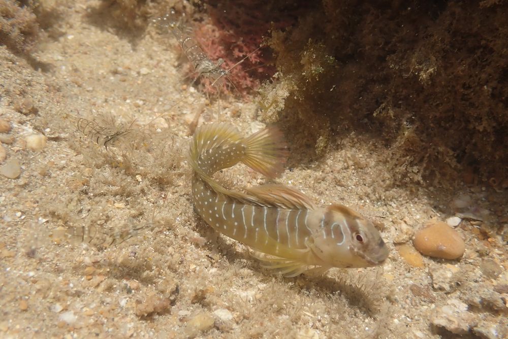 Salaria pavo blennie on the sand