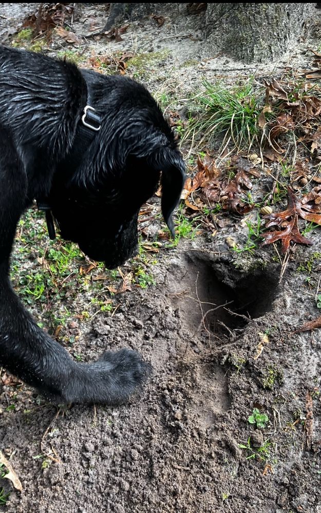 Wet black Labrador looking intensely at adult hand sized hole 4” deep in patchy yard. 