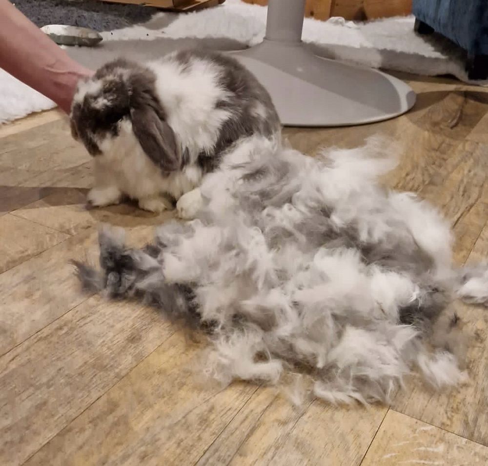Picture of grey and white Achilles the rabbit next to a pile of grey and white fur even bigger than him