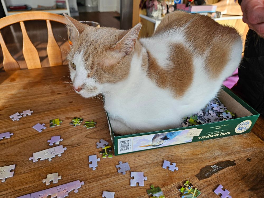 Photo of a large white and ginger cat perched inside a small box top, puzzle pieces scattered all around.