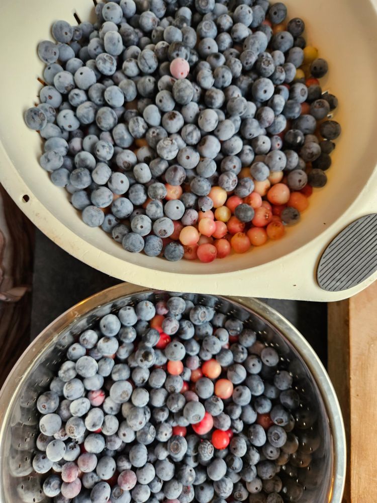 Two colanders full of dusky blue and pink and cream blueberries.