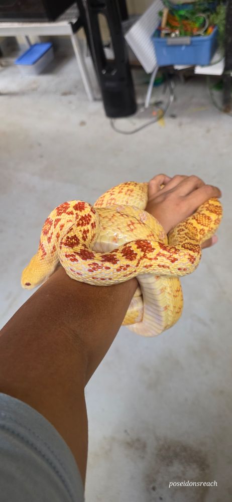 Carrying Ferdinand the albino Bull Snake back to his enclosure after another successful animal ambassador encounter. 