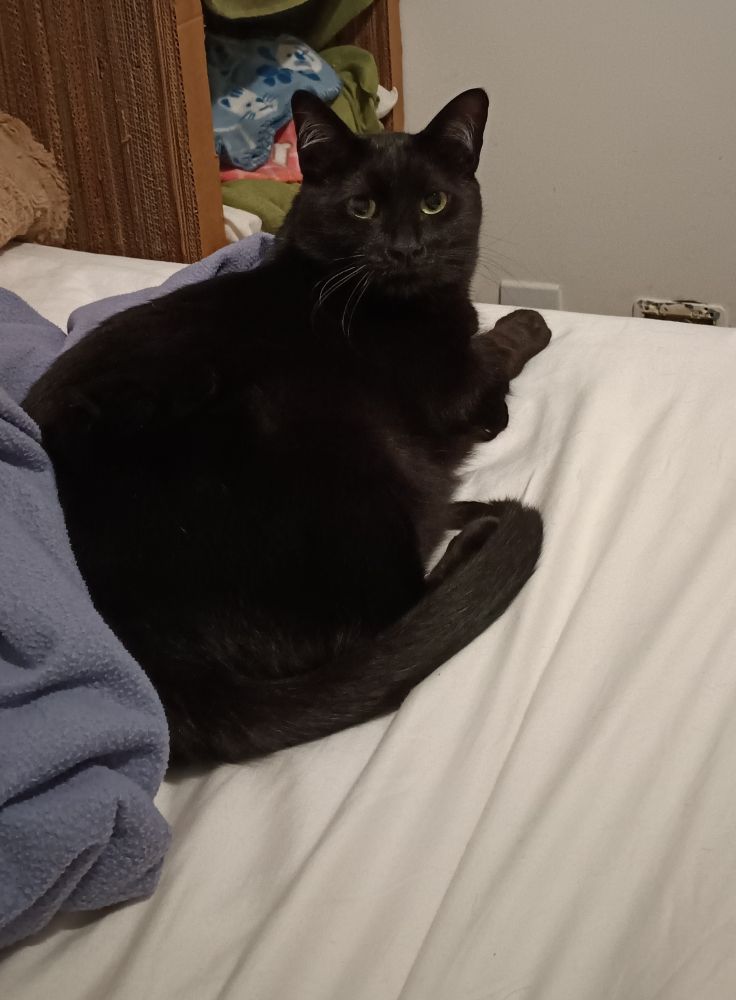 gato preto Peperoni deitado na cama 