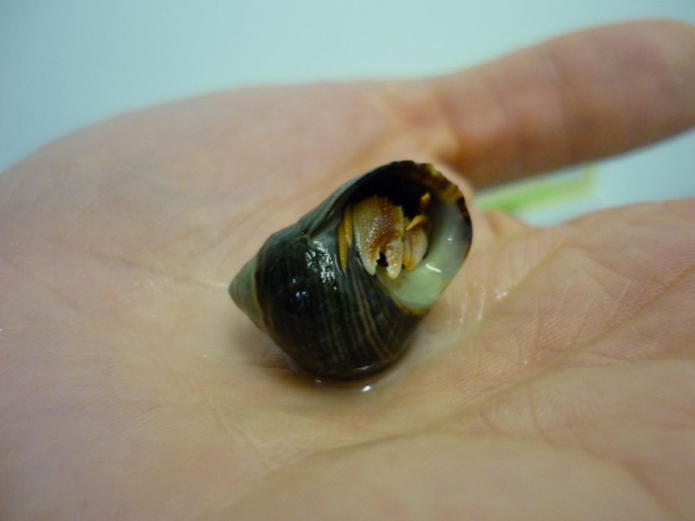 Hermit crab on human hand