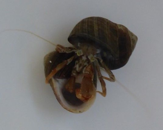 Hermit crab assessing a new empty shell