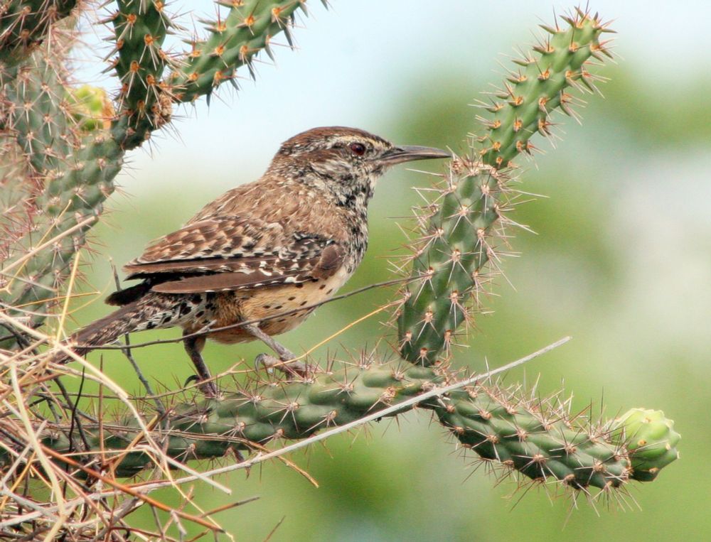 Do Cactus Wrens play by the biogeographical rules?