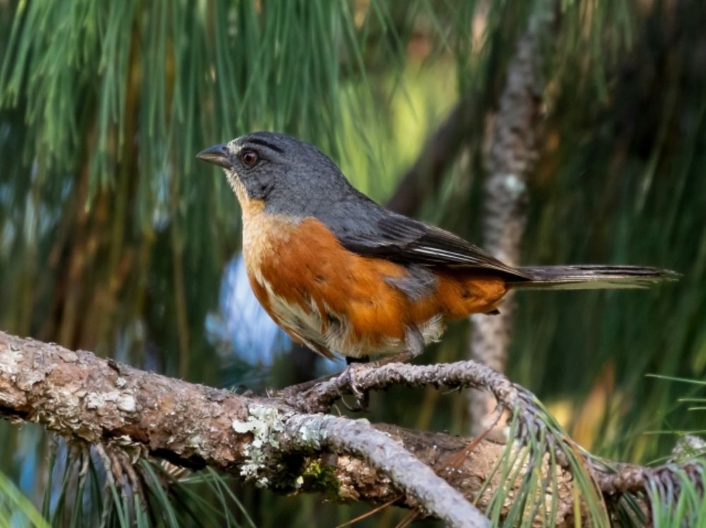 An integrative approach tells the evolutionary story of two Warbling Finches