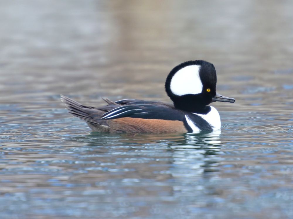 Who is the best brood parasite: the Wood Duck or the Hooded Merganser?