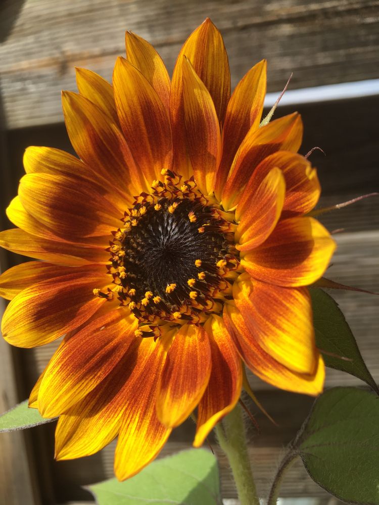 Growing sunflower (2023).