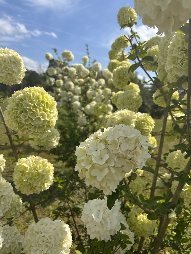 Tall white viburnum bushes. 