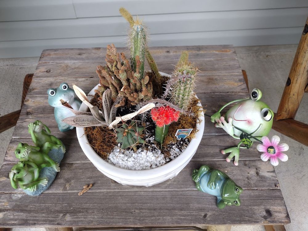 Cacti pot surrounded by frogs on a wooden table.