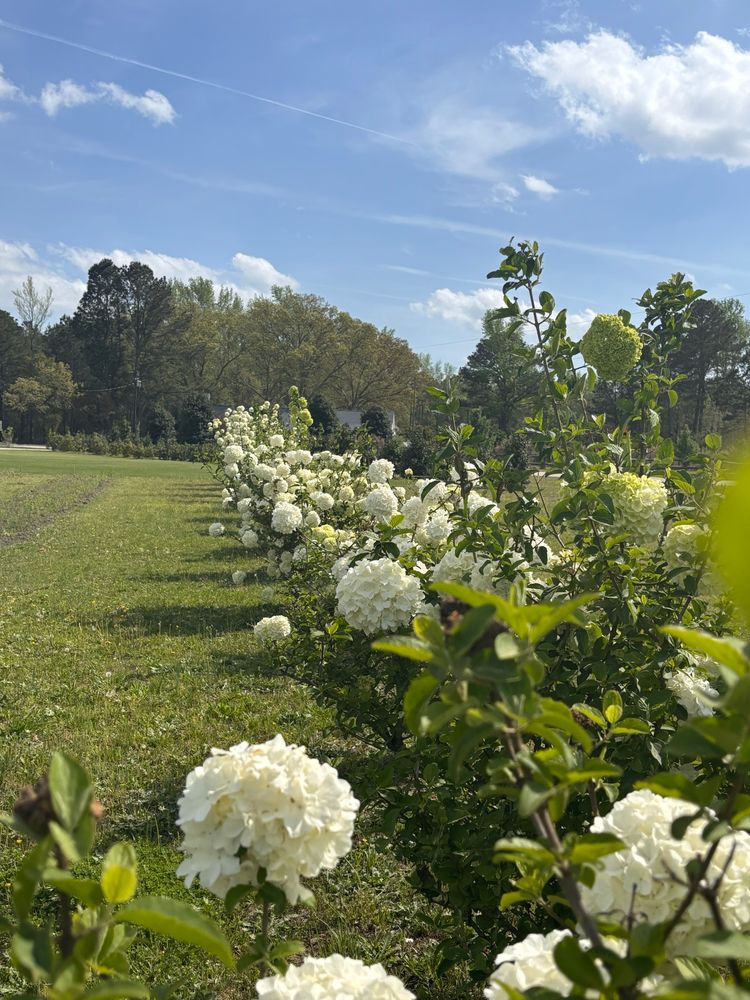 Long row of white viburnum bushes.