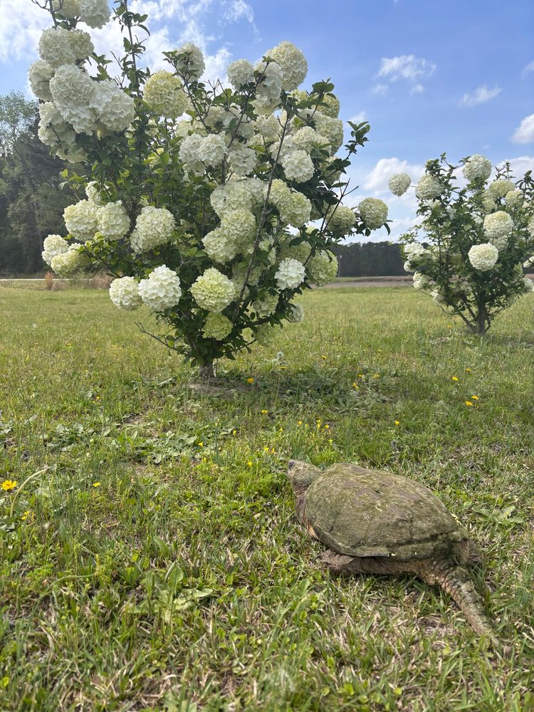 Snapping turtle sitting in front of a white viburnum bush