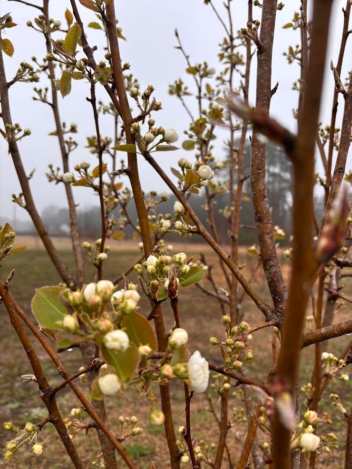 Pear tree is full of small white blooms. Green leaves are also on the tree. 