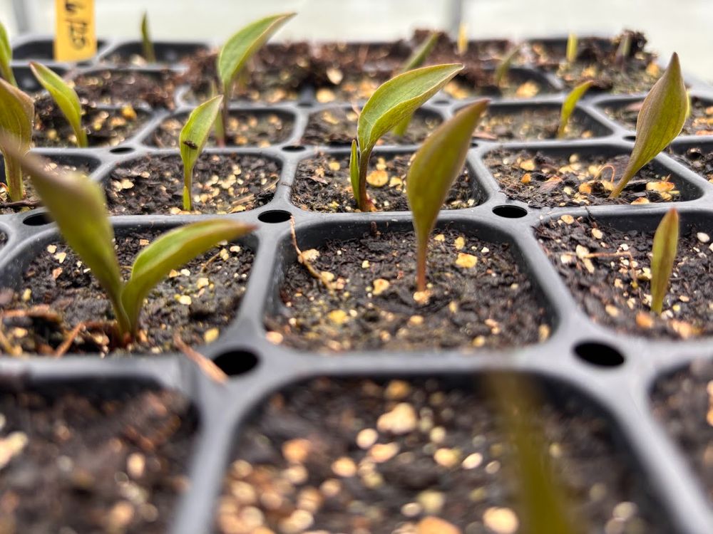 A tray of small lily plants. There are green leaves that have just emerged from the soil. 
