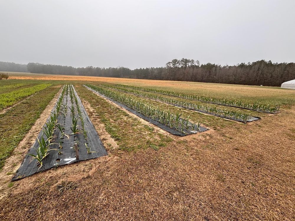 Garlic beds are planted in landscape fabric in a field. The garlic plants are large.  