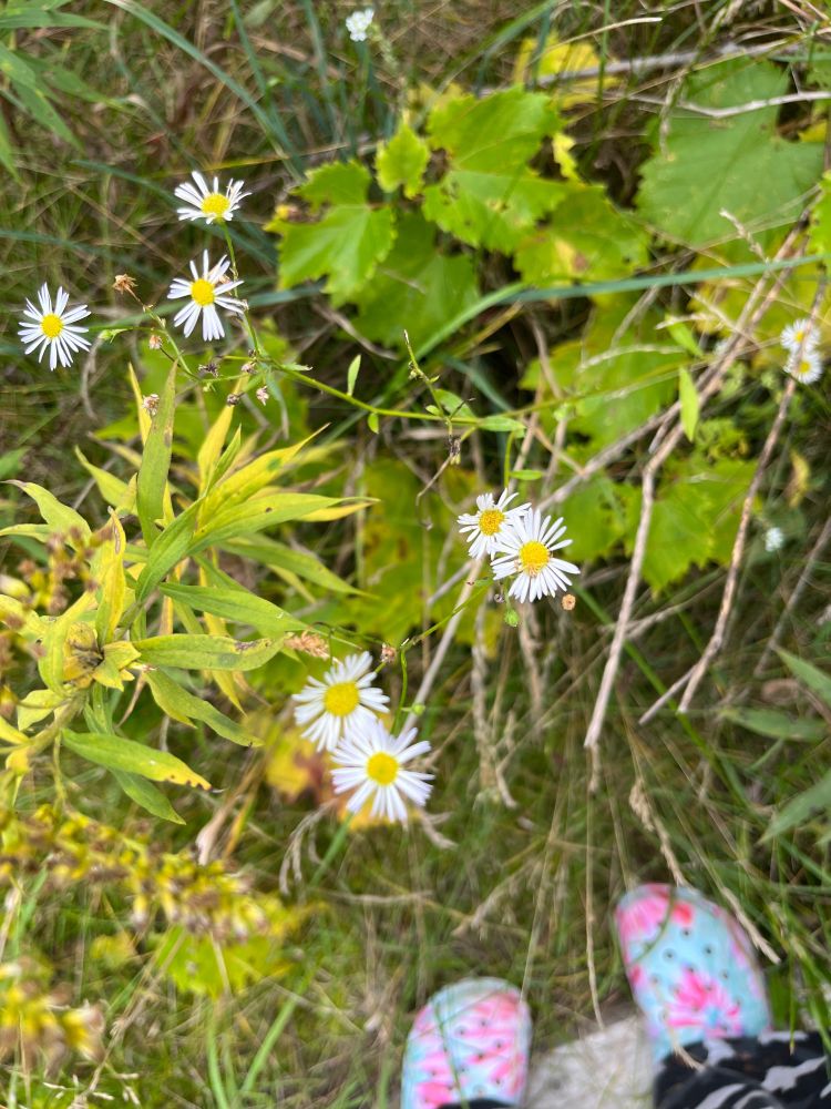I think they’re tiny daisies. My crocked feet are in the corner.